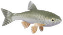 Common Chub - fish from Heartopia