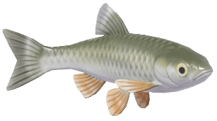 Common Chub - fish from Heartopia