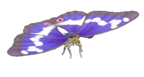 Purple Emperor - insect from Heartopia